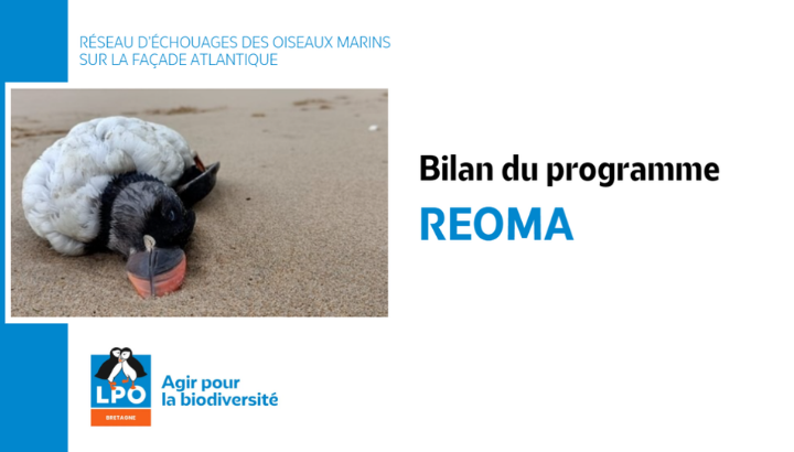 Oiseaux marins échoués, bilan d'un hiver hors-norme
